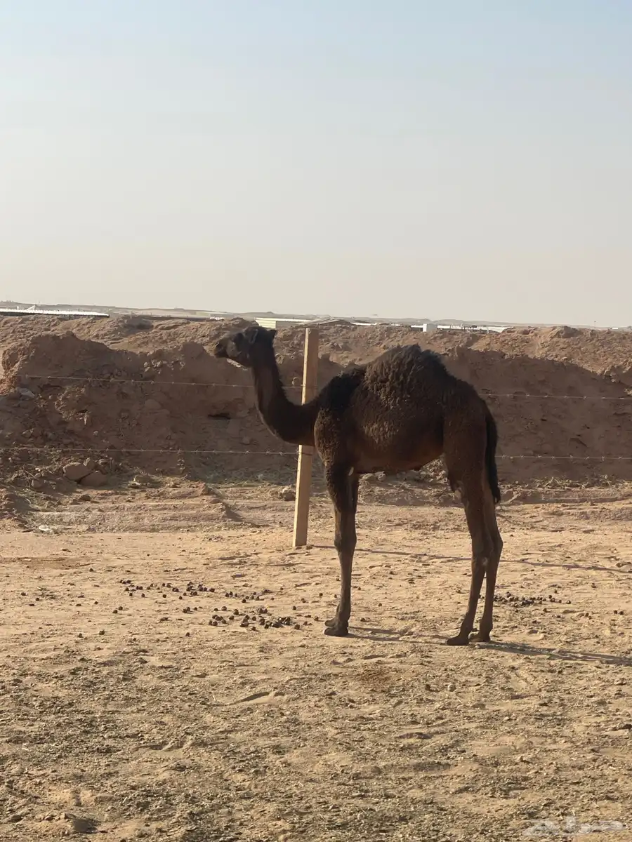 بكره للبيع 1