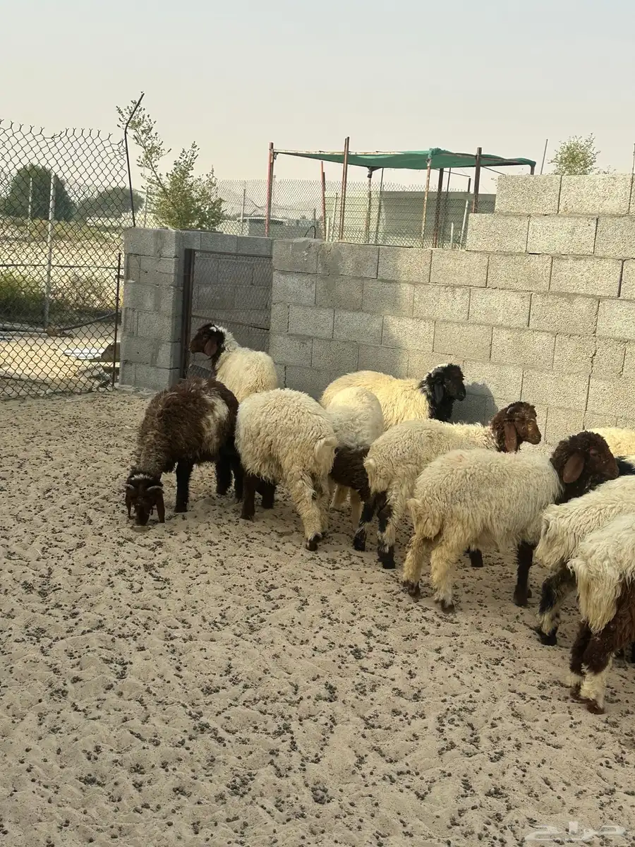 نعيمي 0