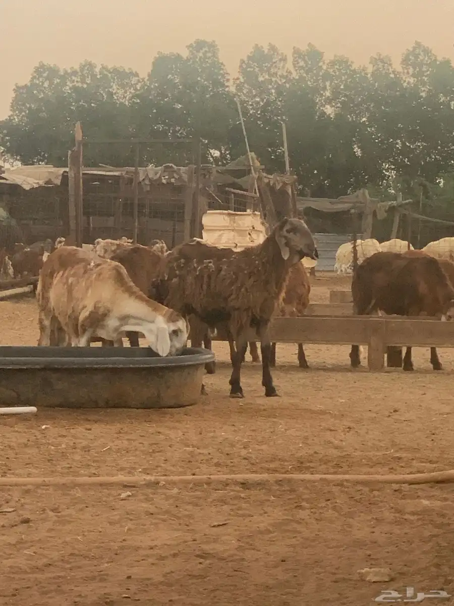 طليان سواكن مرابي للبيع 1