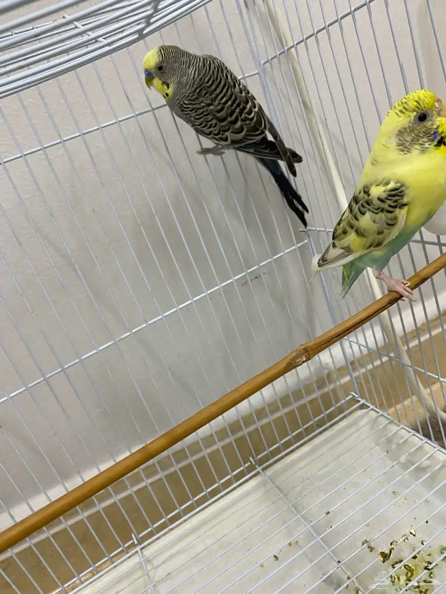 طيور الحب بادجي للبيع 2