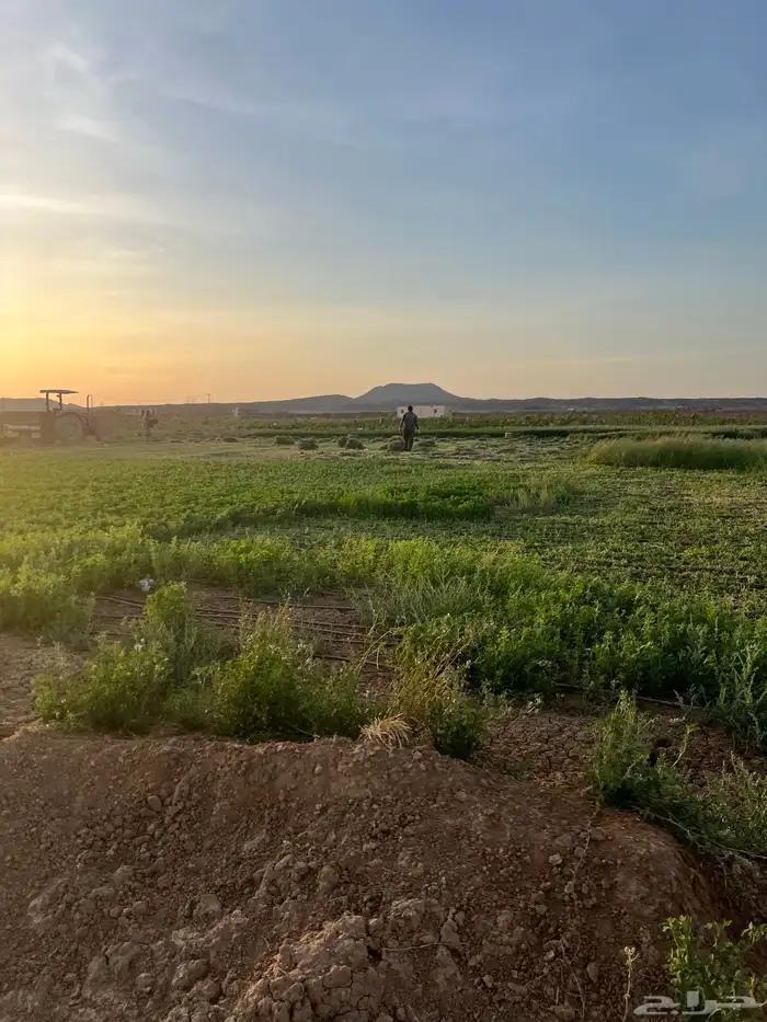 مزرعة كبيره فيها بيت مساحه 200الف صك اكتروني 1