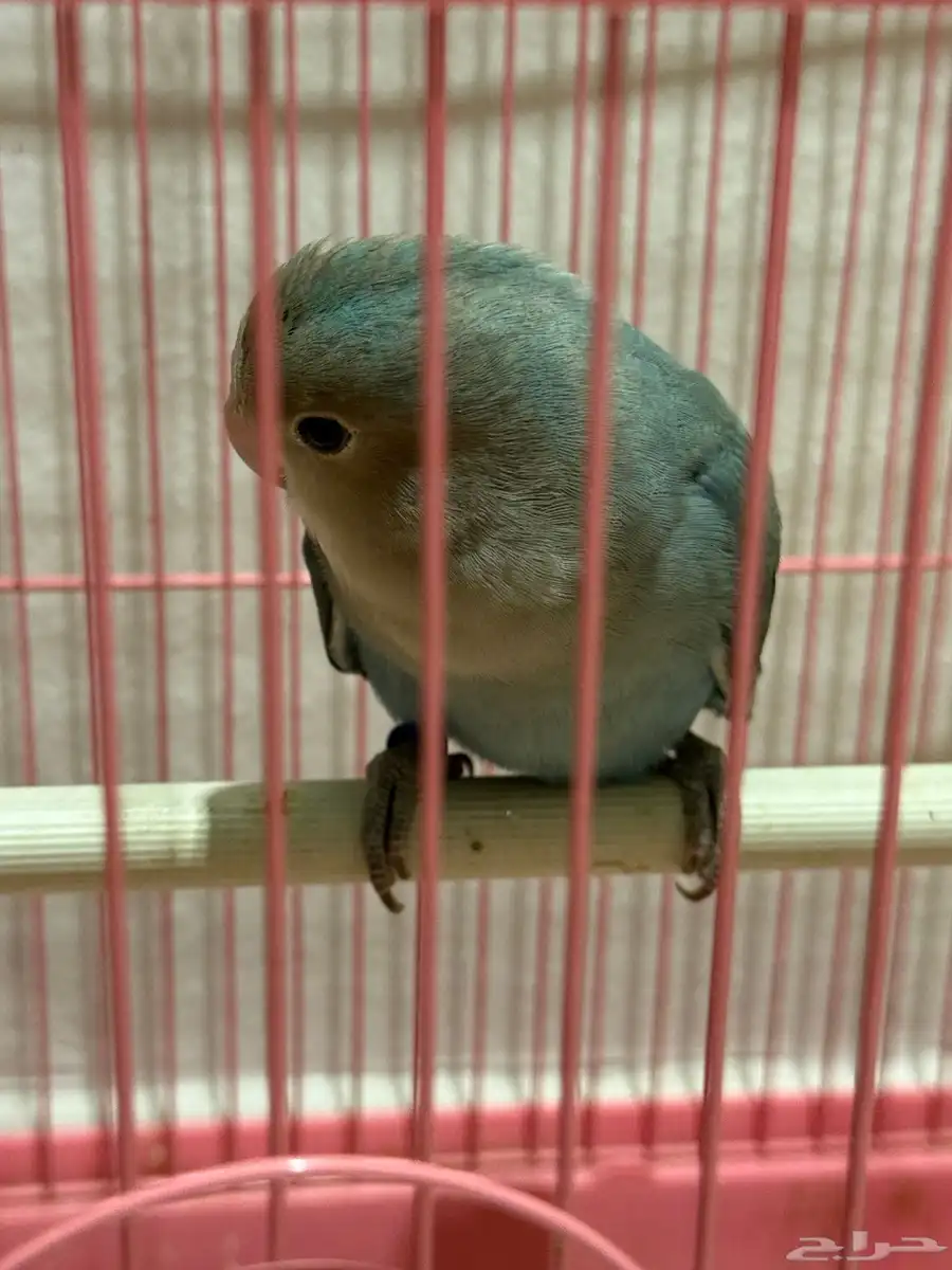 روز للبيع 0