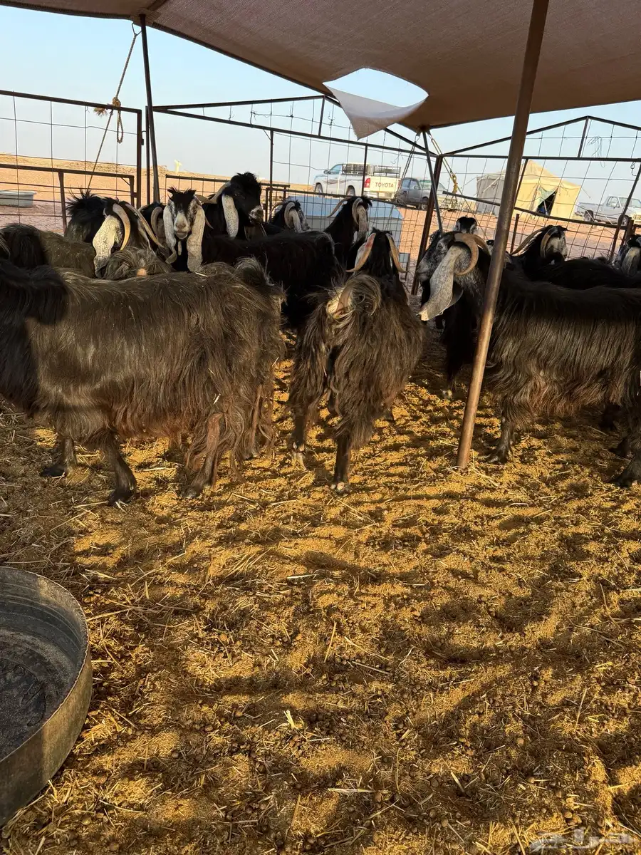 معزاء عوارض طييبه 5
