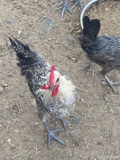 ديوك بلدي 7