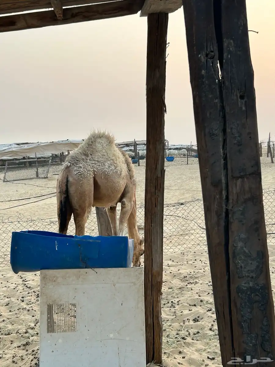 بكره للبيع 0
