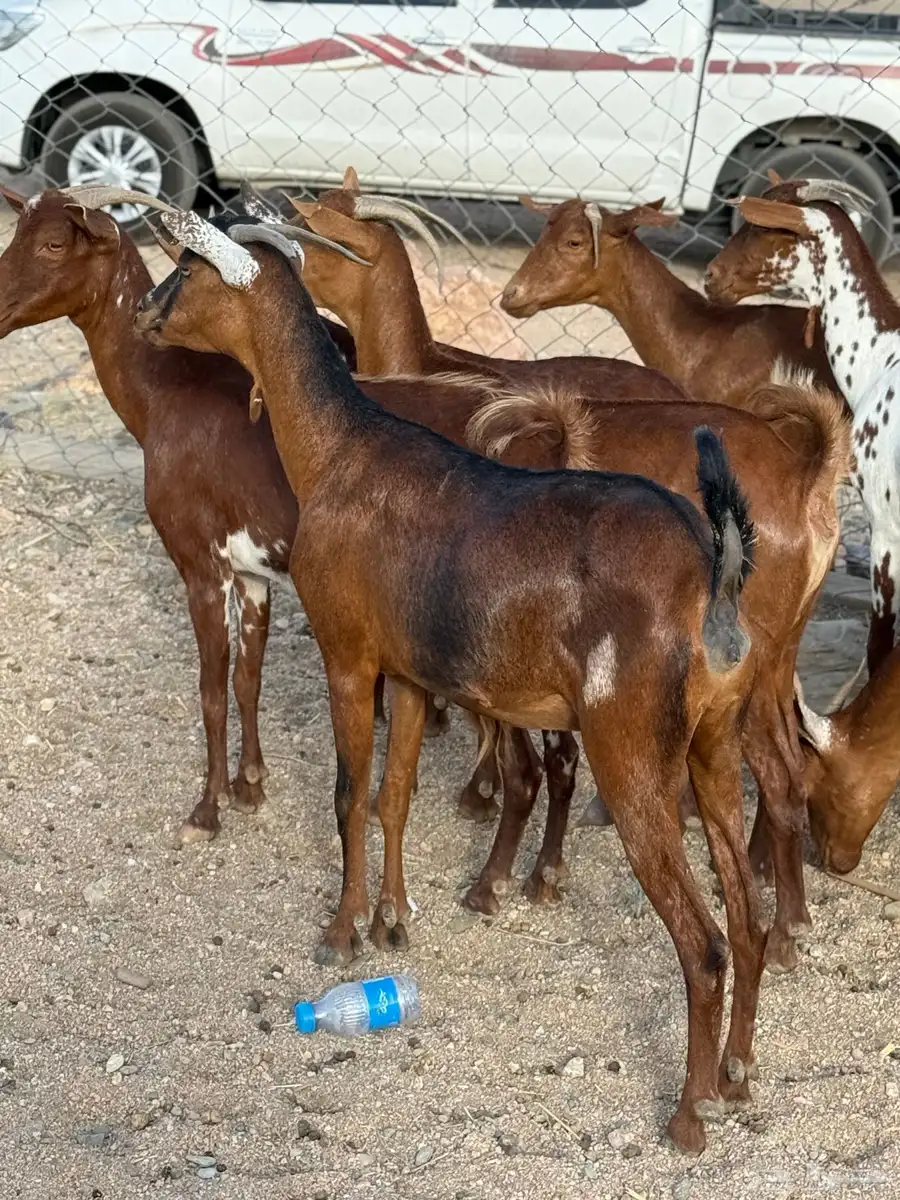 عنقان حص دفيع 1