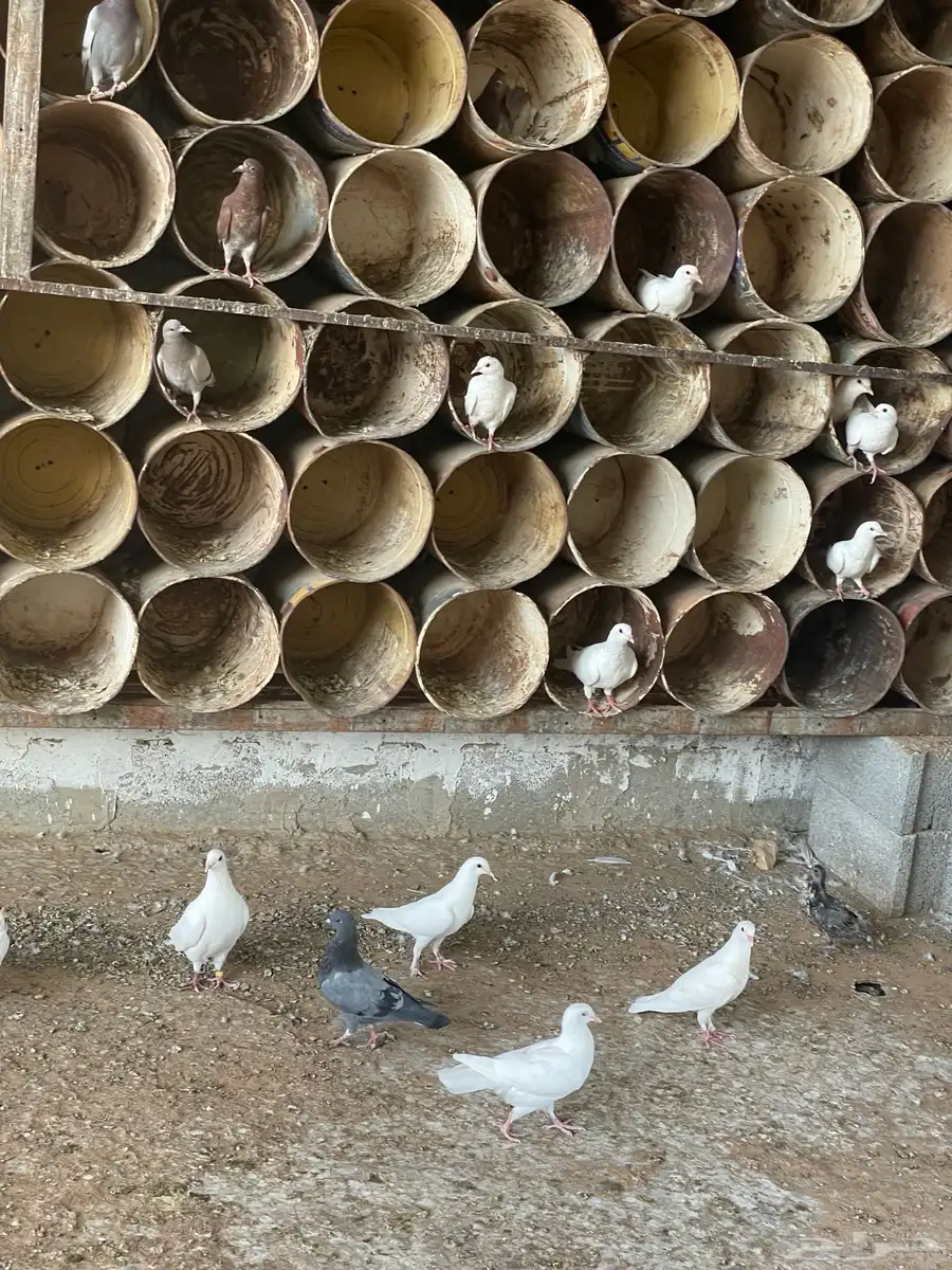 قطع فرنسي وزاجل واجواز مشكله 3