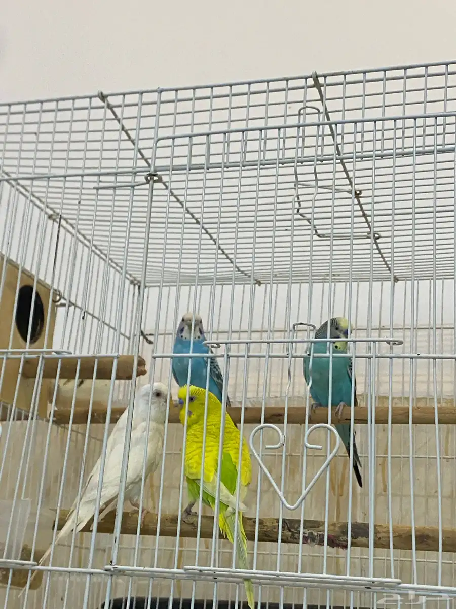 طيور ازواج بيع جملة 0