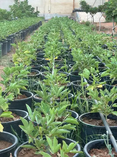 شتلات غجر (كركدية) احمر وابيض مركن 25 و 16 0