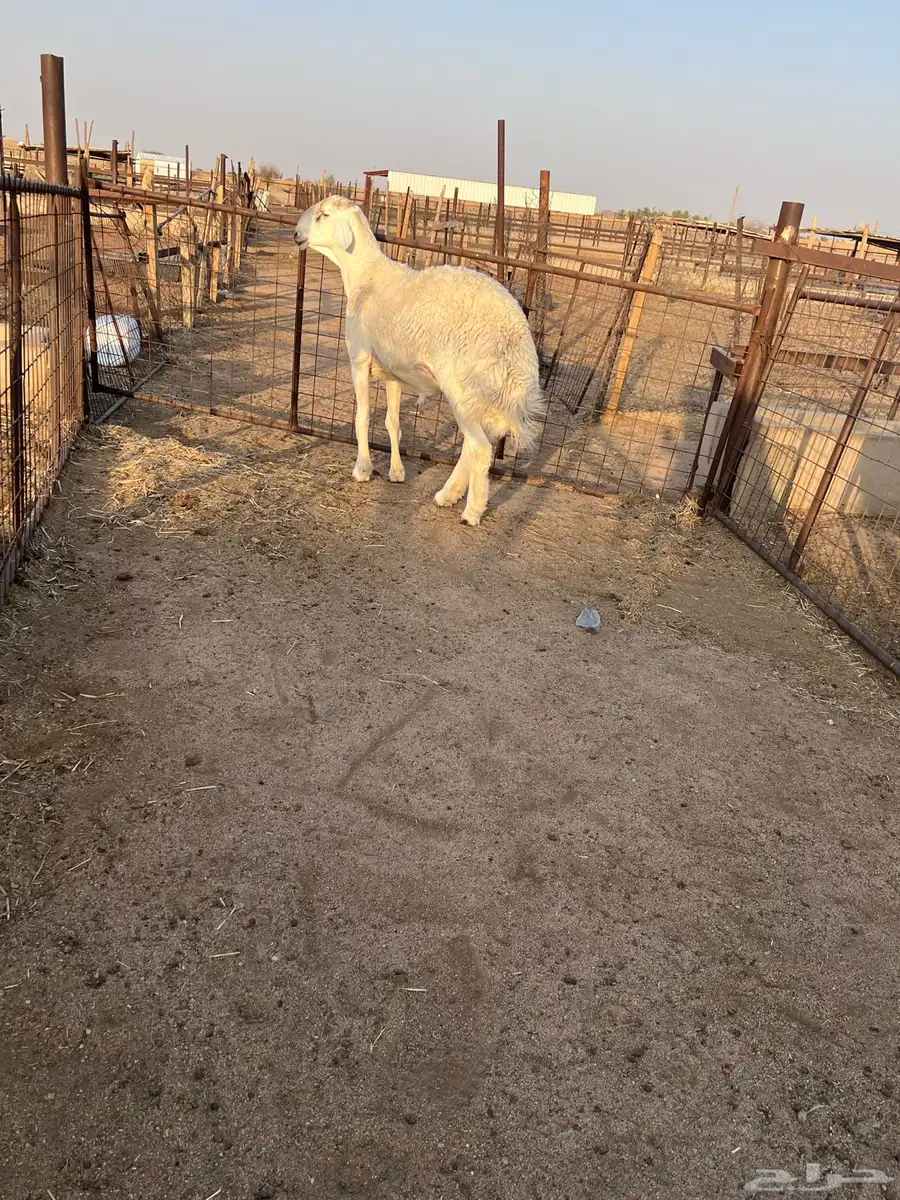 طلى كفوي طيب فحل جذع من غنم فارس عيضه 2