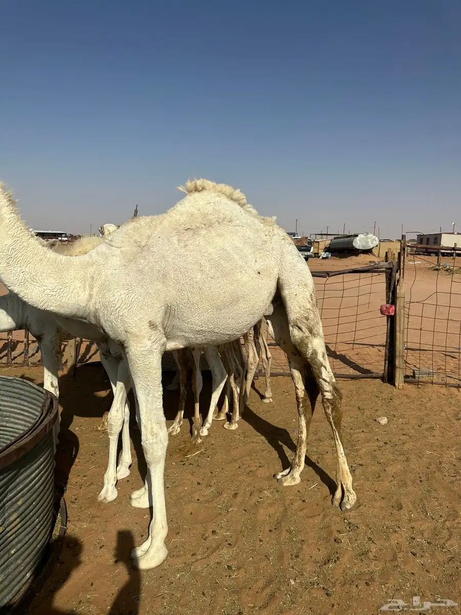 قعود للبيع 1