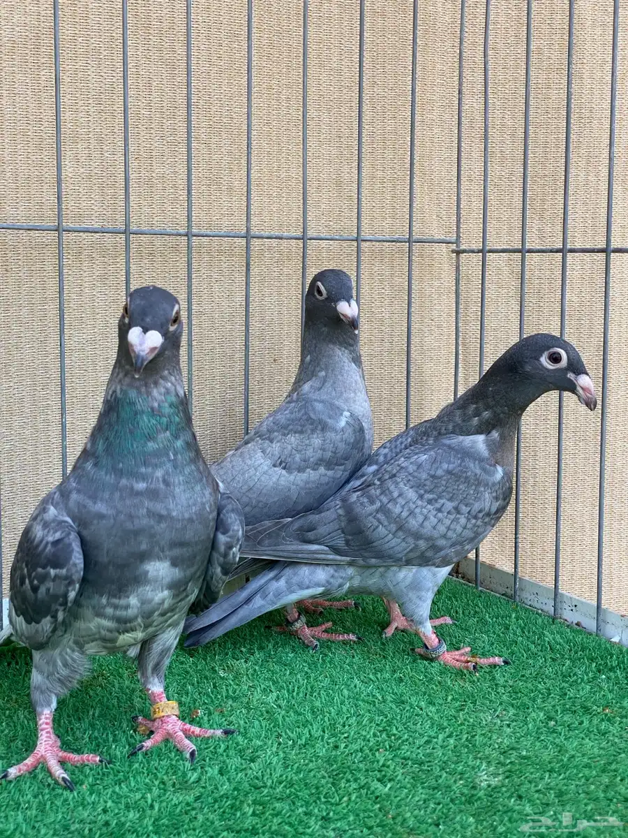 زاجل 7
