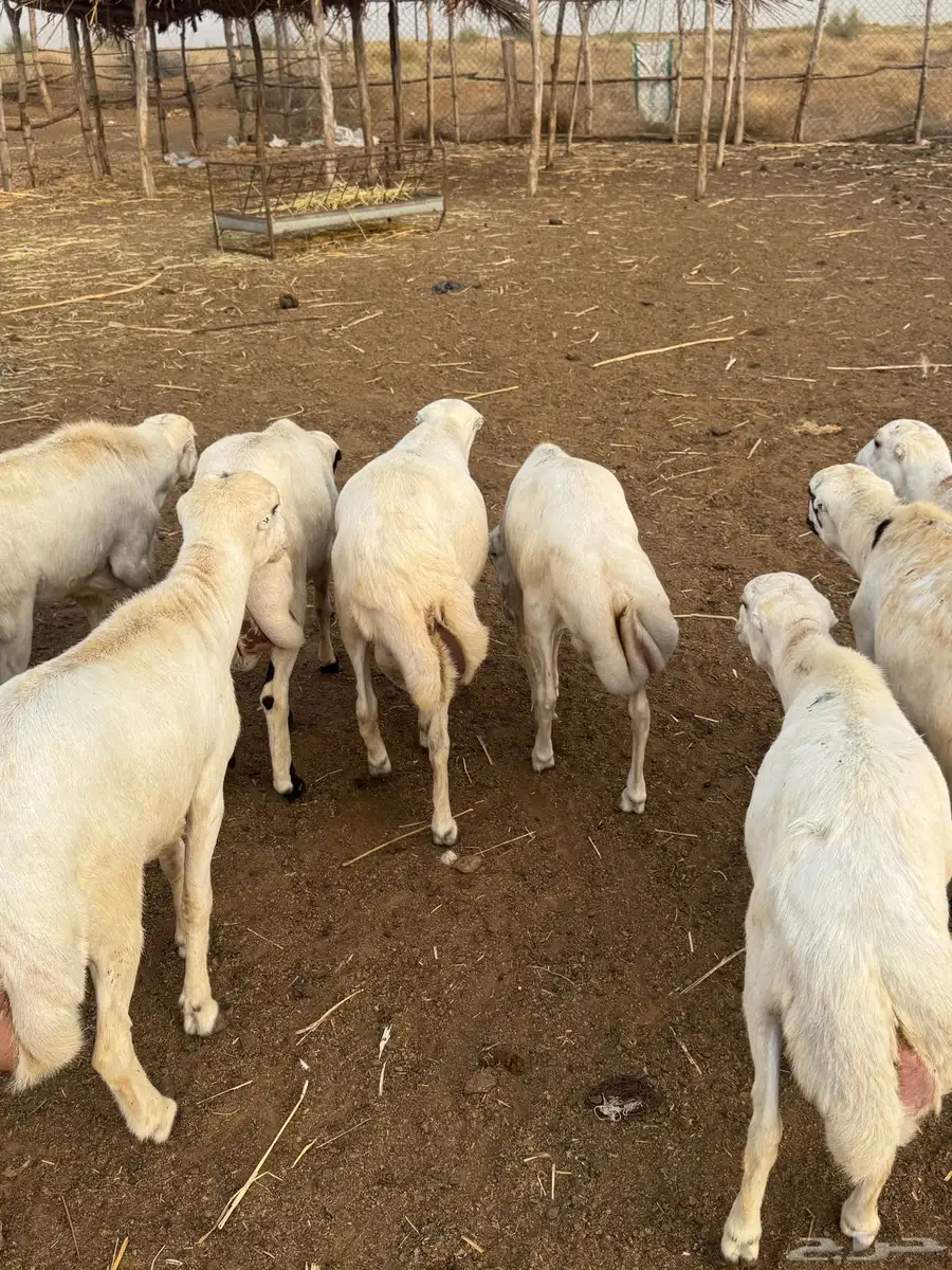 خرفان على الشرط جذعان 0
