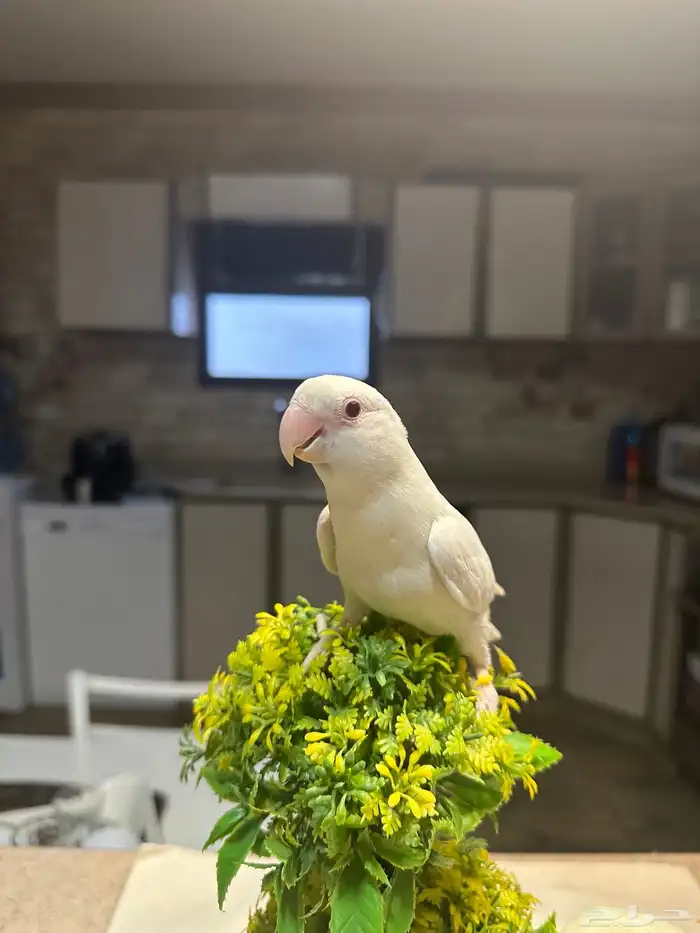 طقطق ابيض 0
