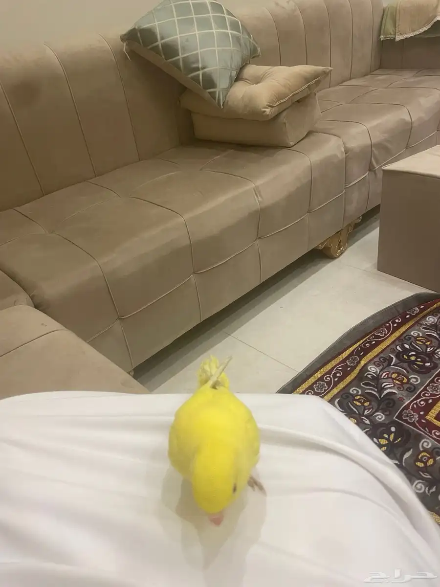 دره لاتينو اليف وهدد دخلي تحب العب 2