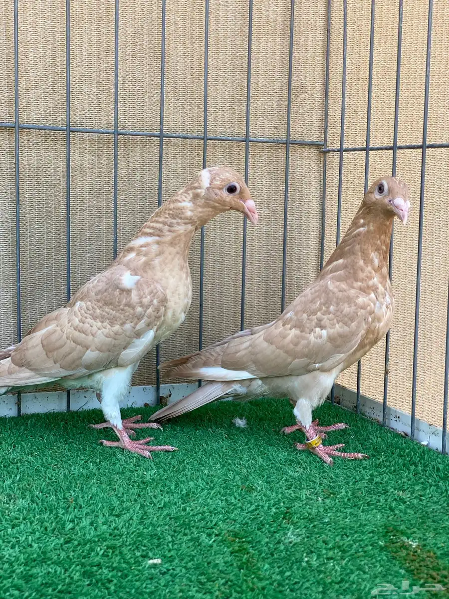 زاجل 3