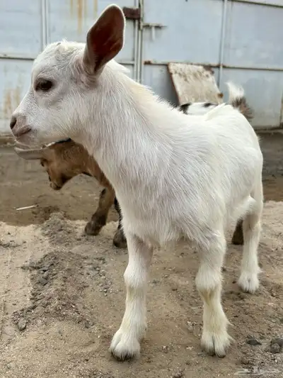 ماعز قزم 4