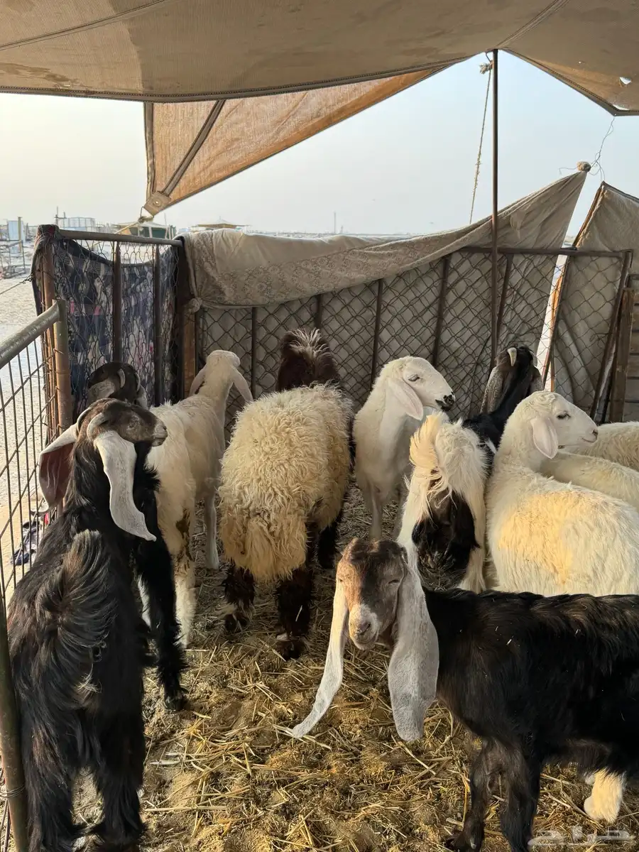 خرفان ورخال حري ونعيم وتيوس وجفار 0