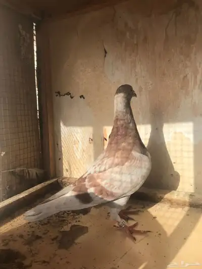 زواجل سباق طبات 4