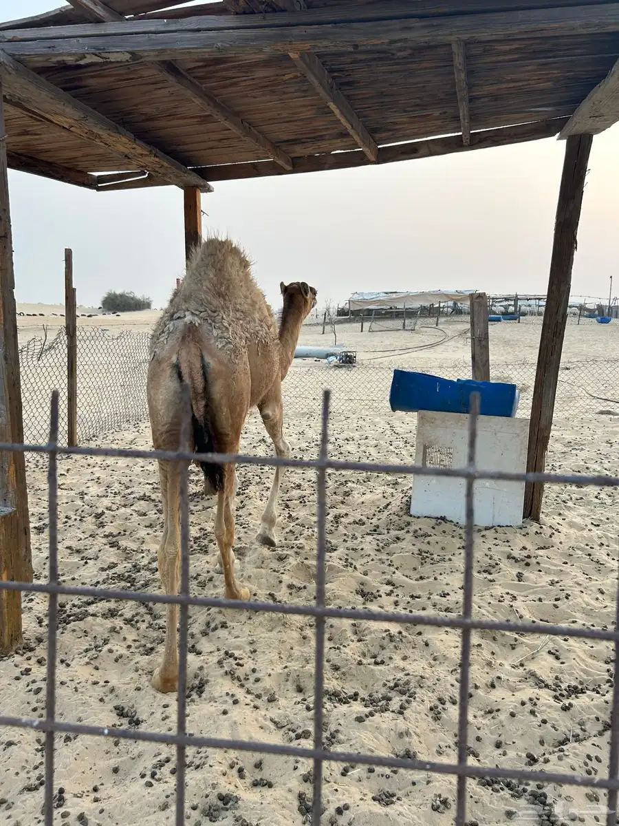 بكره للبيع 1