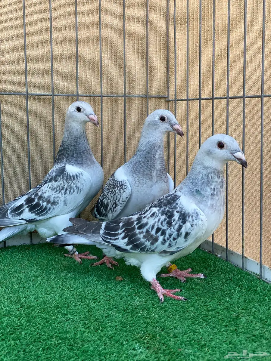 زاجل 5