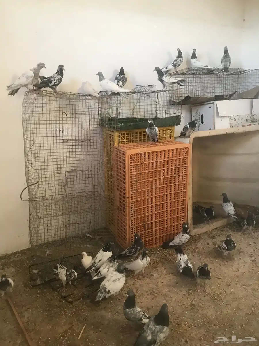 حمام باكستاني index