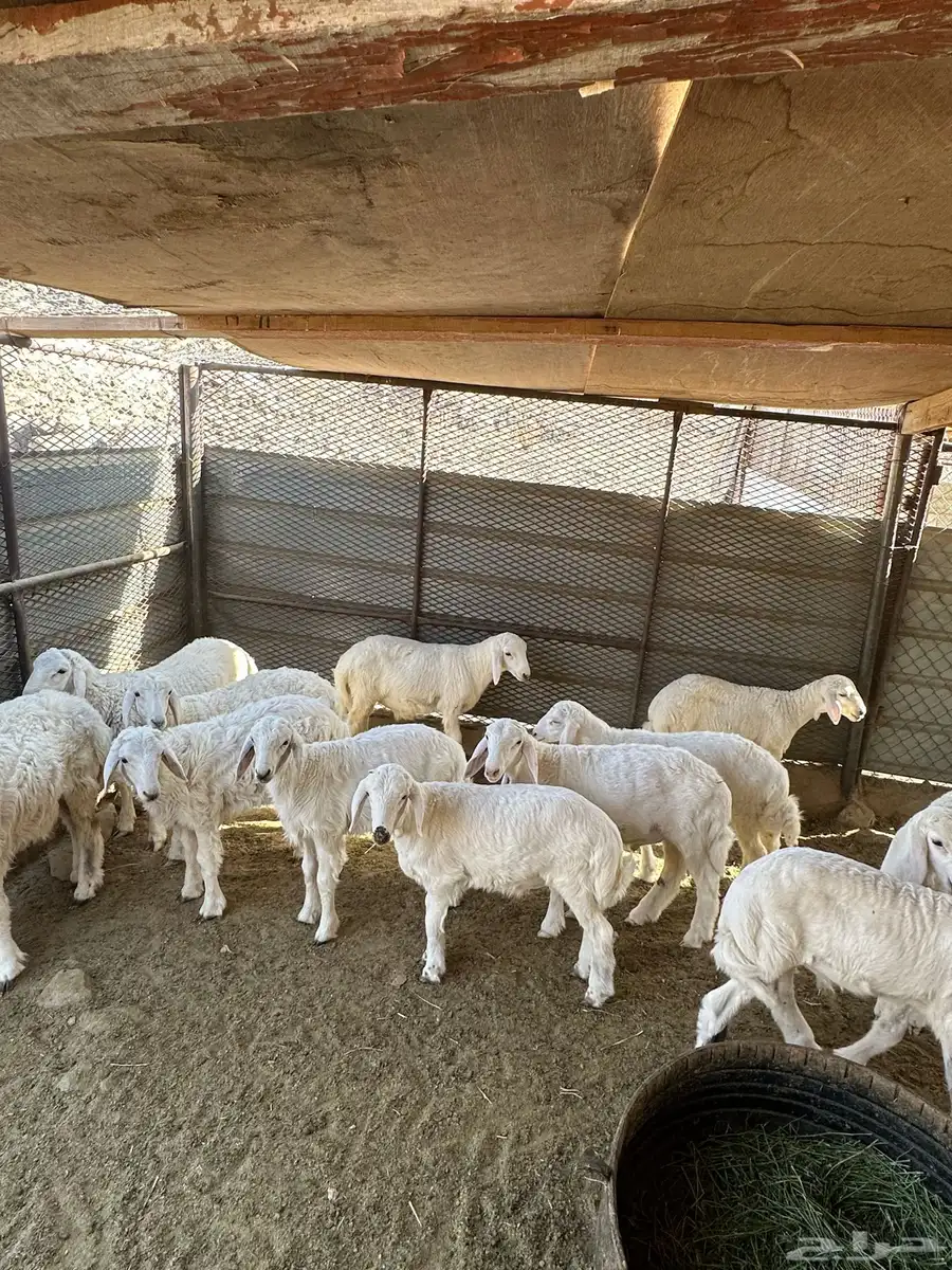 طليان تربيه 1