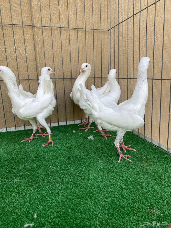 ماالتيزز 8