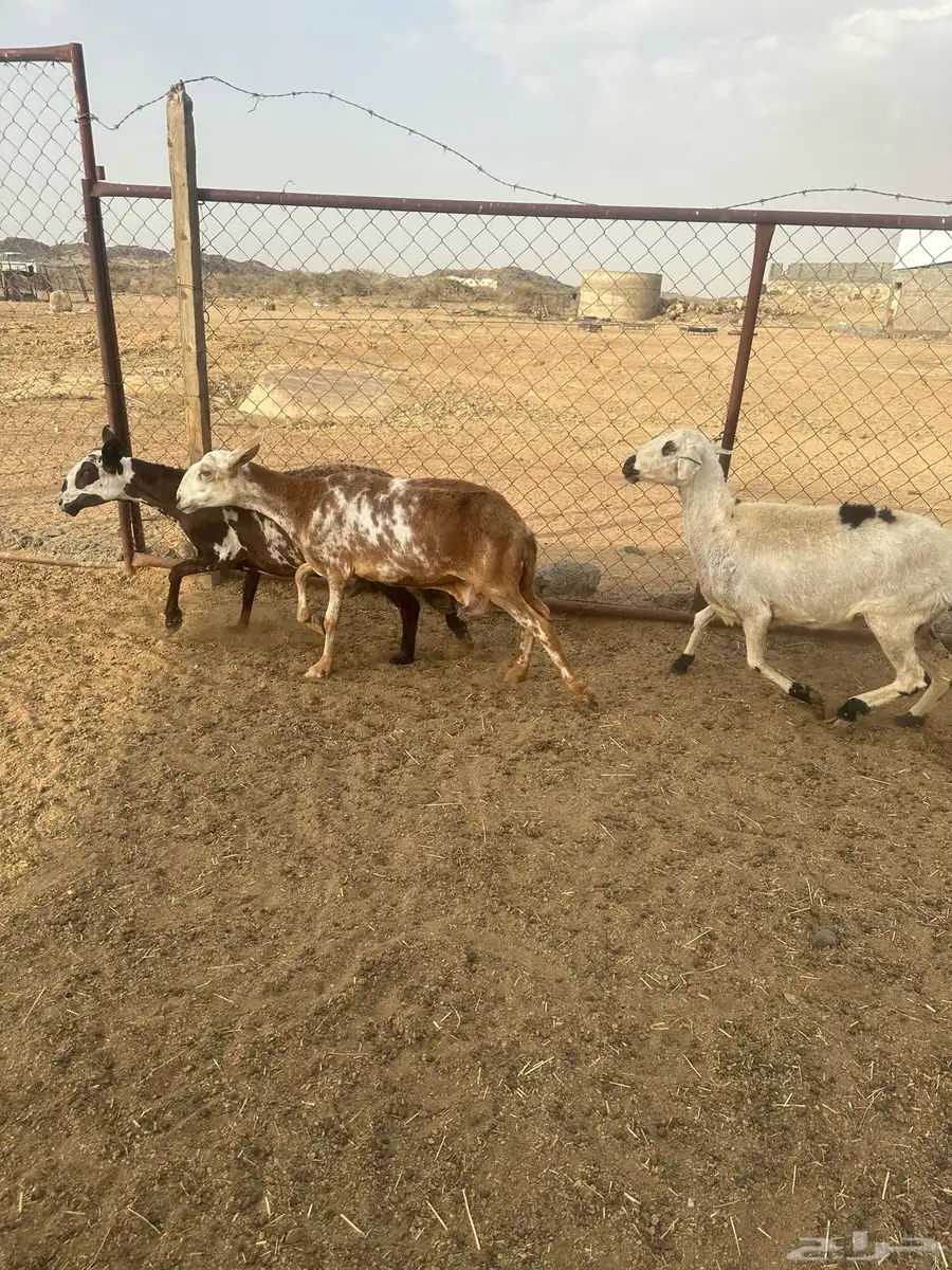 2 ضان سواكن 0