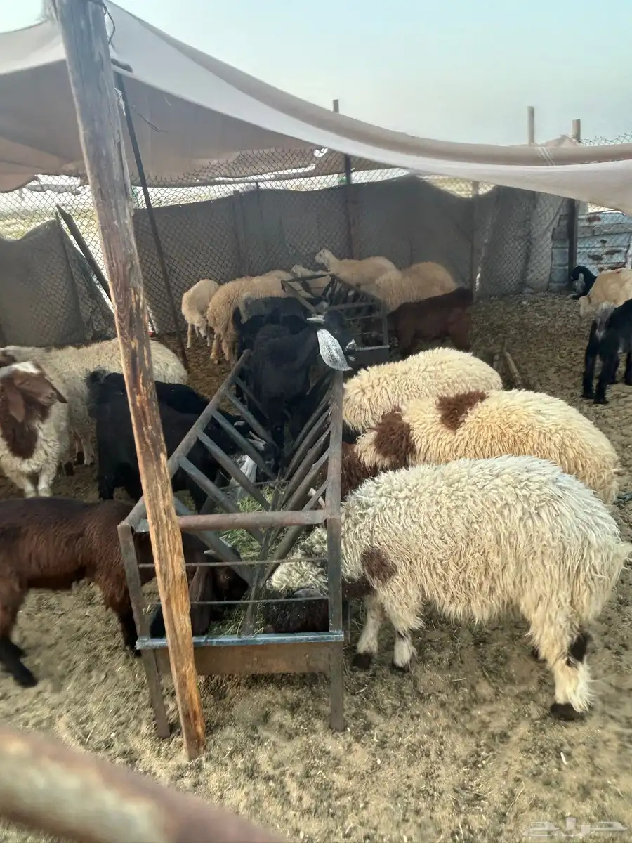 ذبايح مناسبات وثلاجه 2