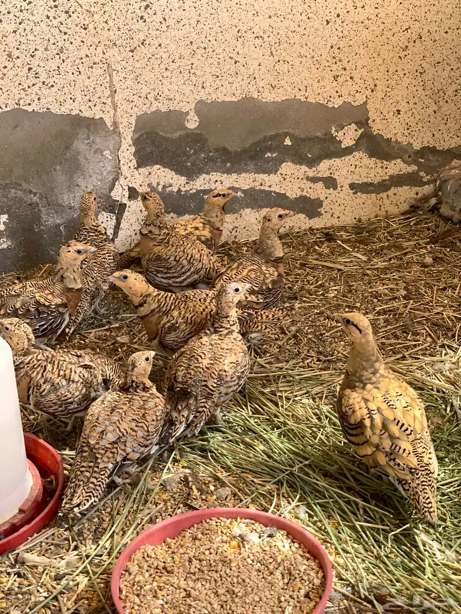 قطاء نغاق 1