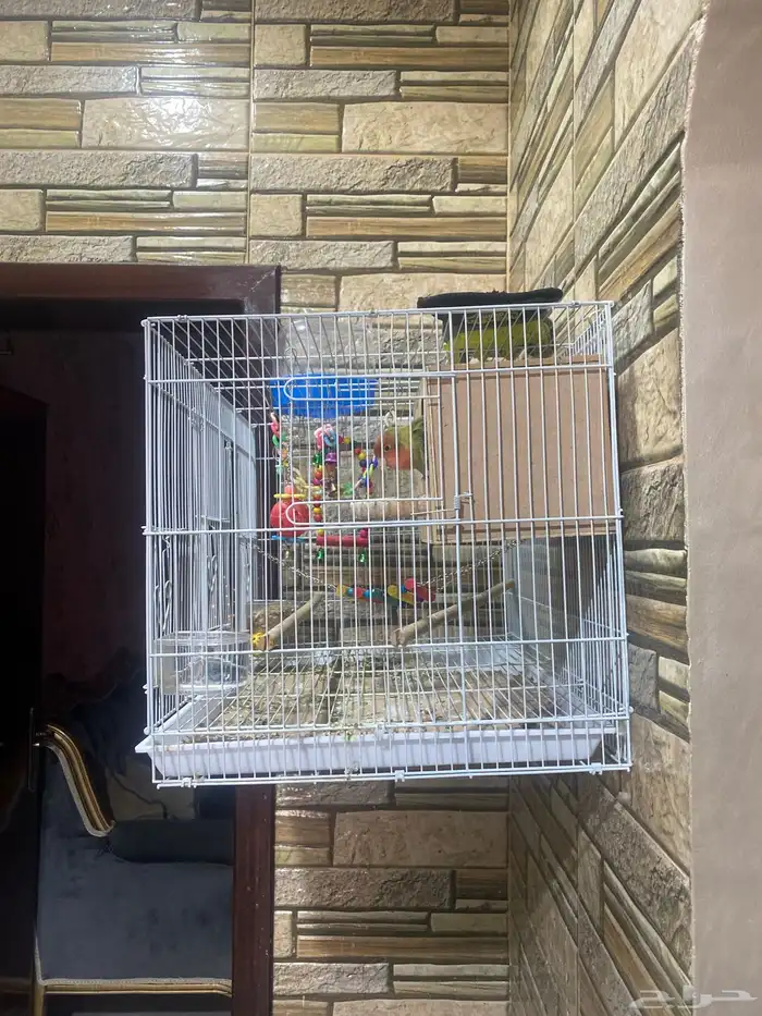 عصافير روز 3