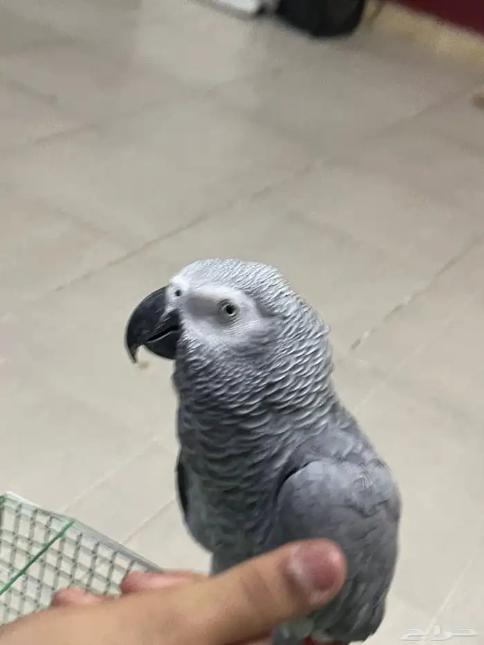 طير كاسكو اليف 1