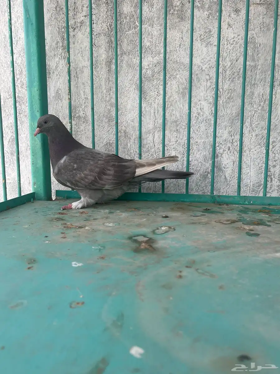 طبه موصلي 2