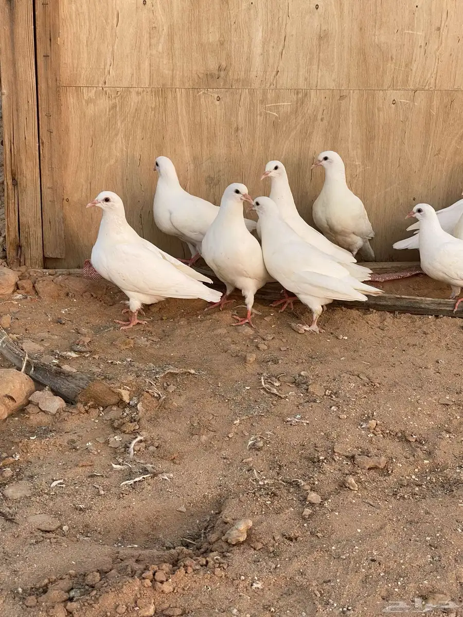 طبات حمام فرنسي ملكي بيور العدد 5 ازواج 1