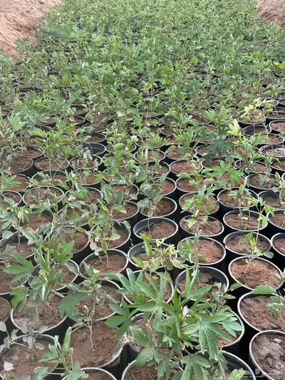 شتلات غجر (كركدية) احمر وابيض مركن 25 و 16 4