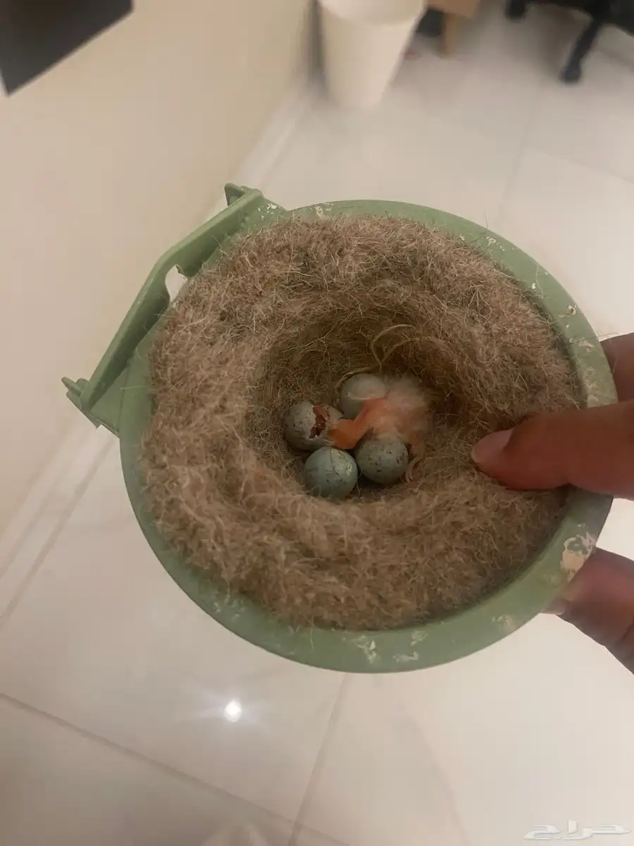 جوز كناري مع فروخه 3