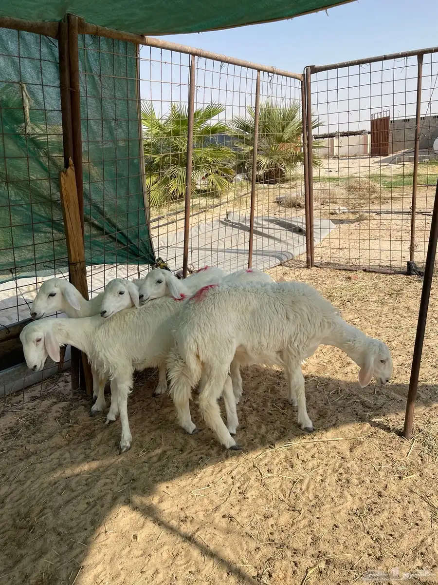 رخال للبيع حريات 8