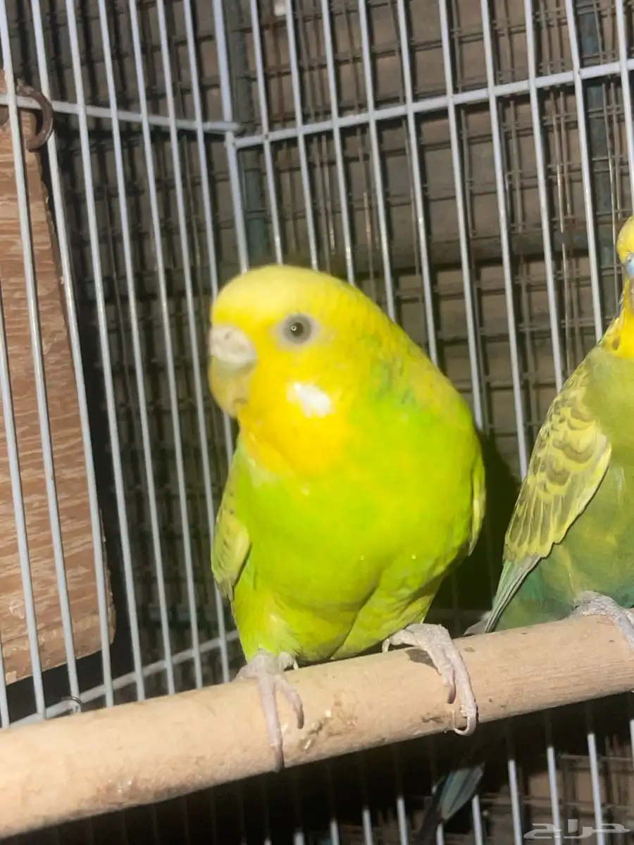 زوج بادجي منتج شرططط 0