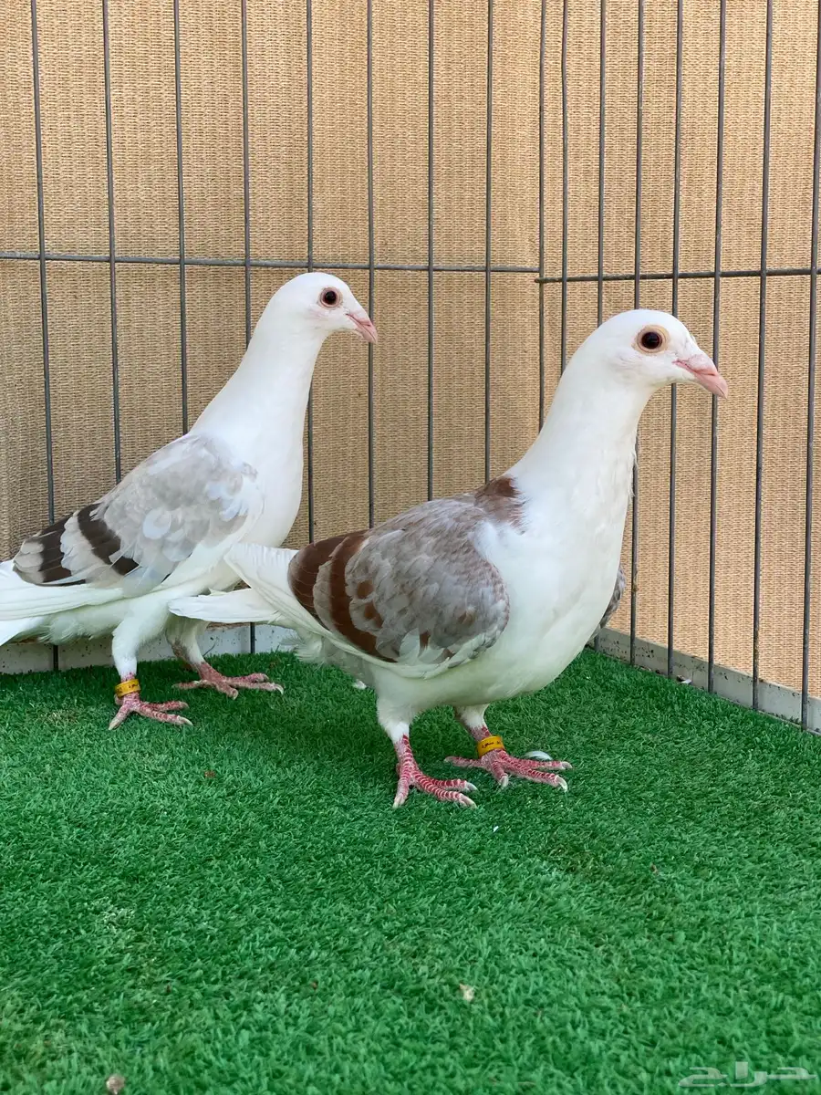 زاجل 21