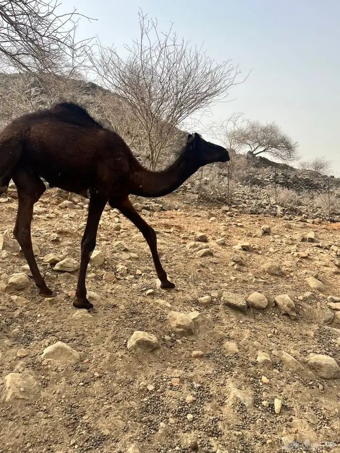 جمل العمر أربع شهور 0