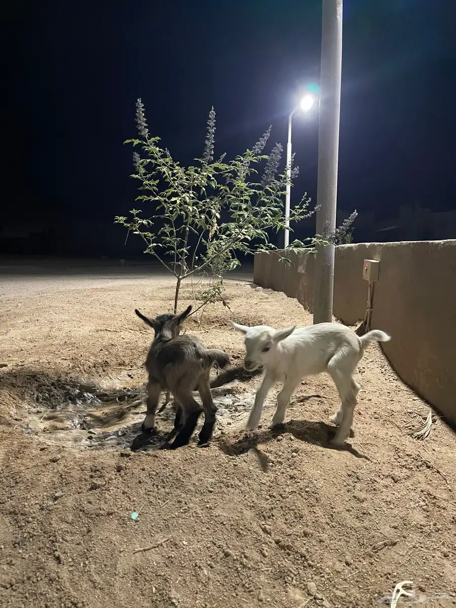 ماعز قزمي 4