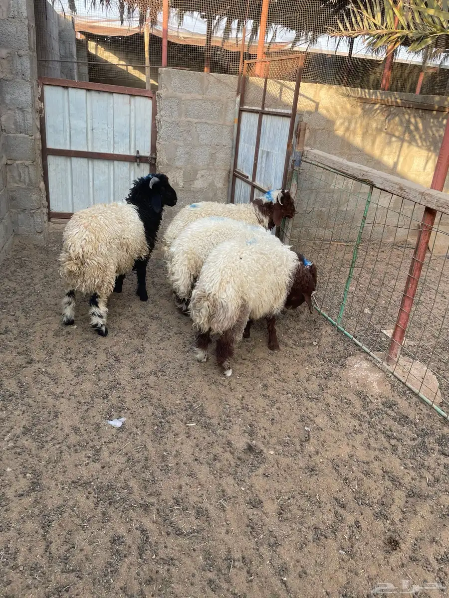 للبيع 4 طليان فاخرة 2