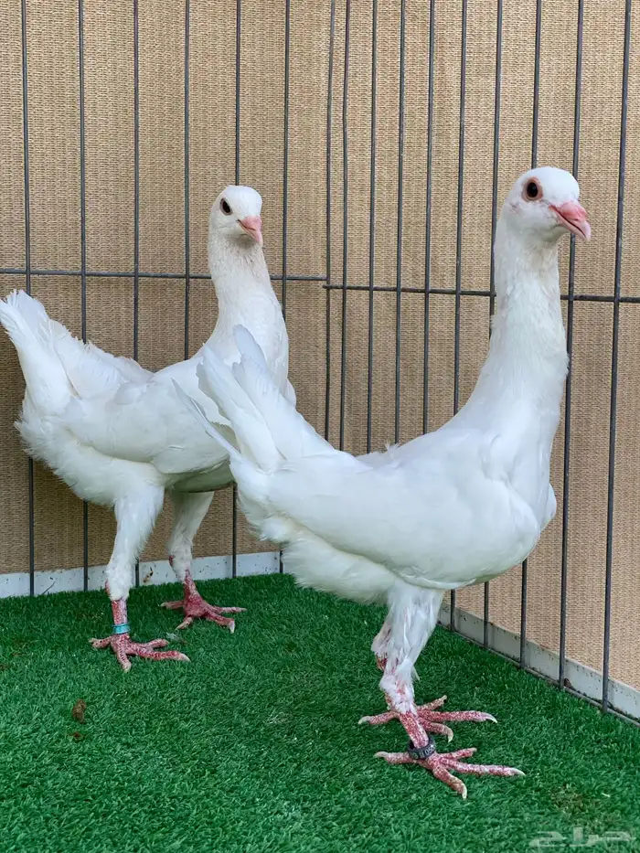 ماالتيزز 11