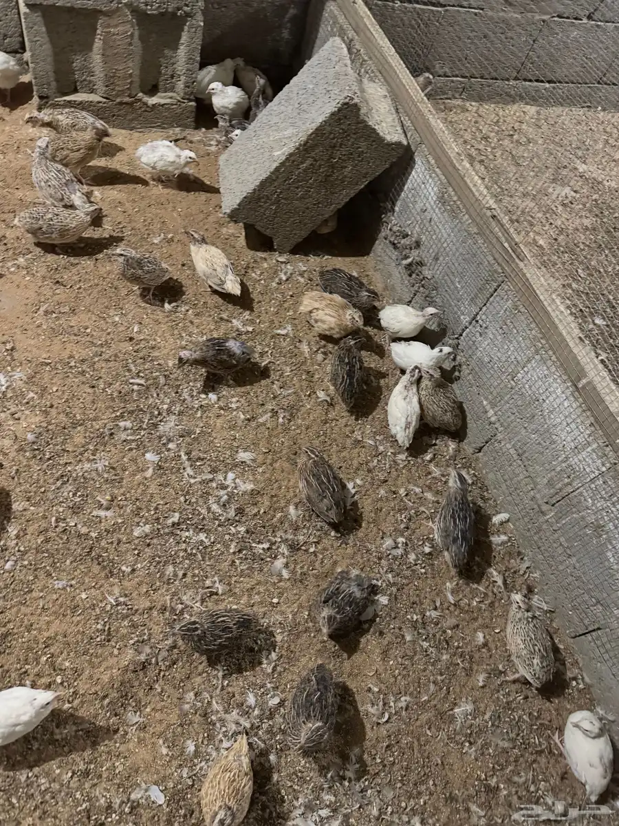سمان فري 4