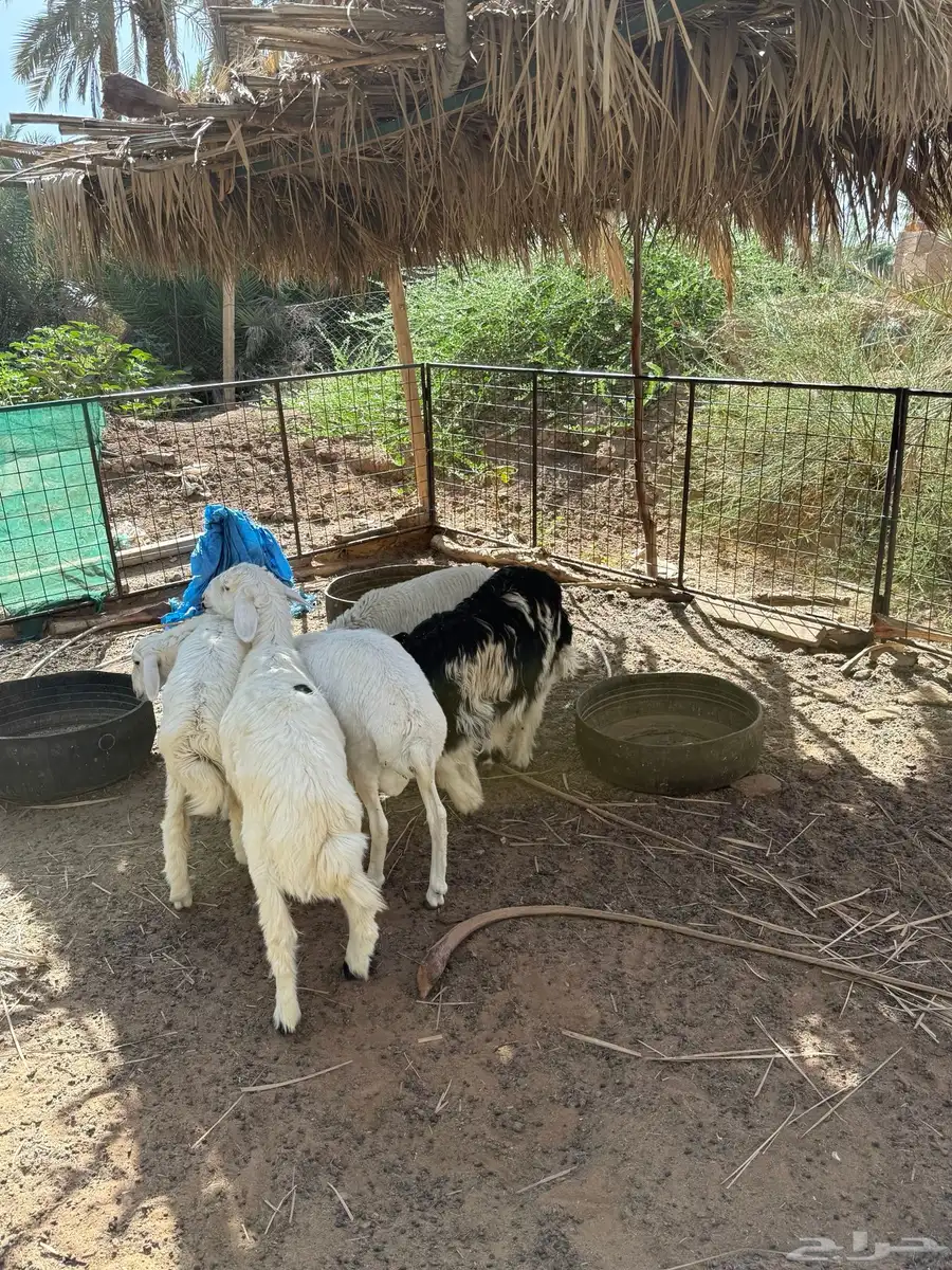 حريات 10