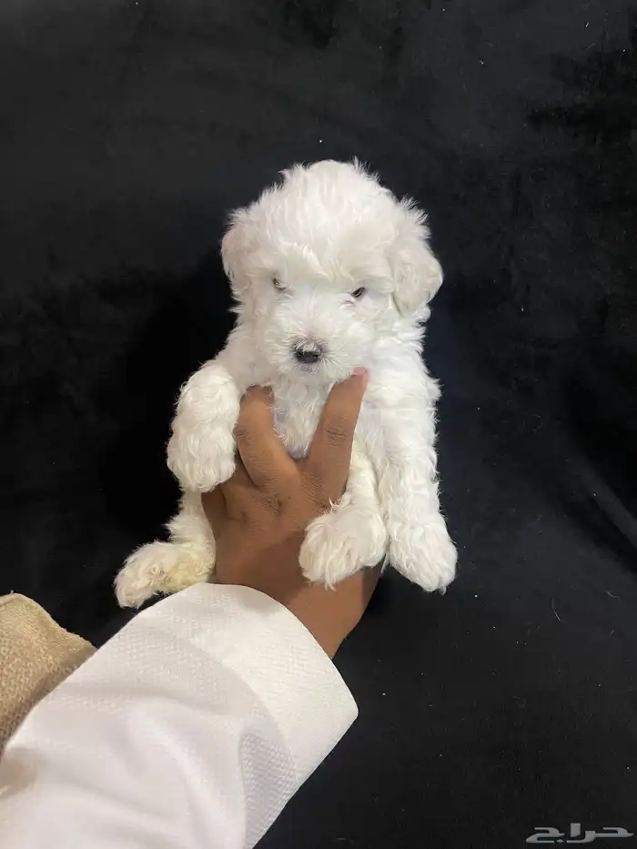 كلاب مالتيبو مني 5