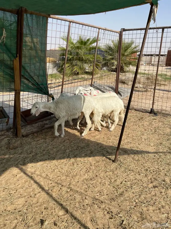 رخال للبيع حريات 5