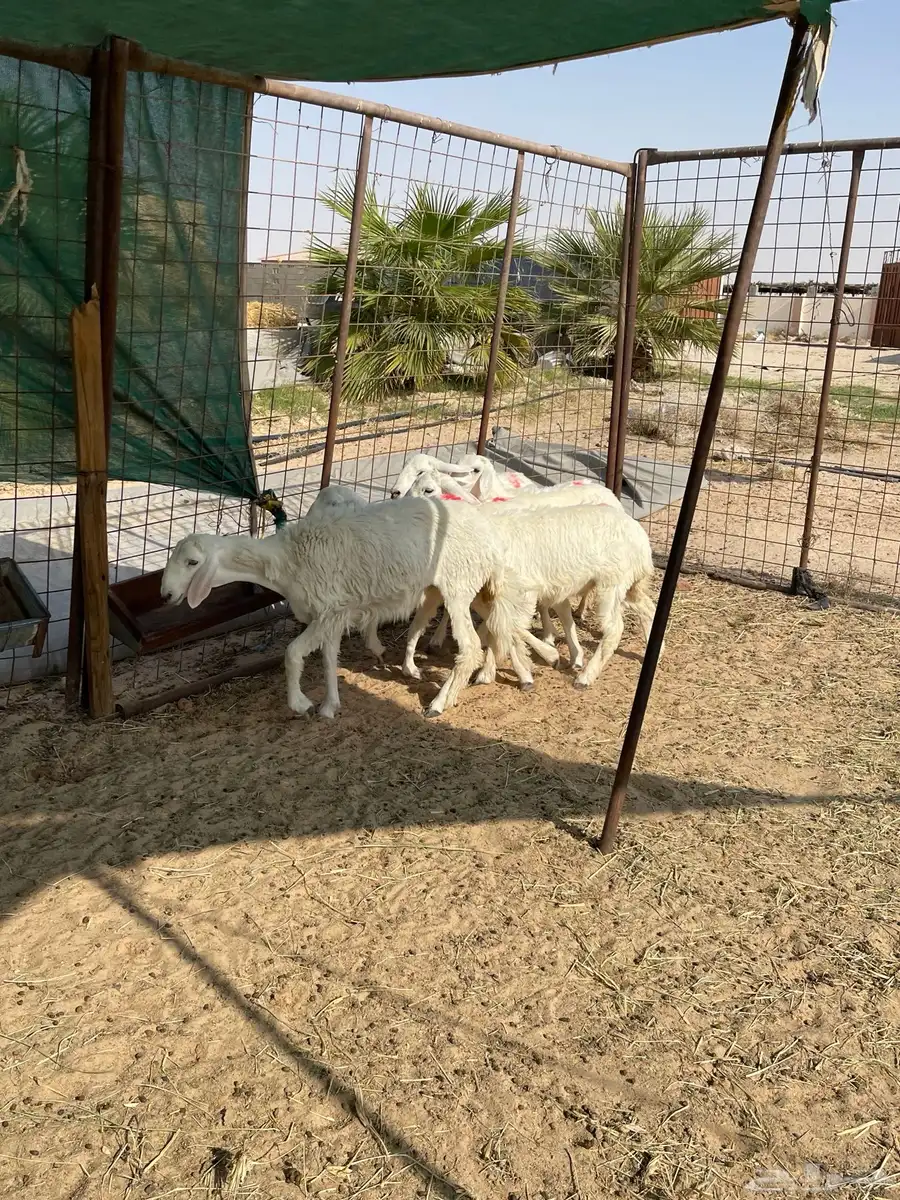 رخال للبيع حريات 5
