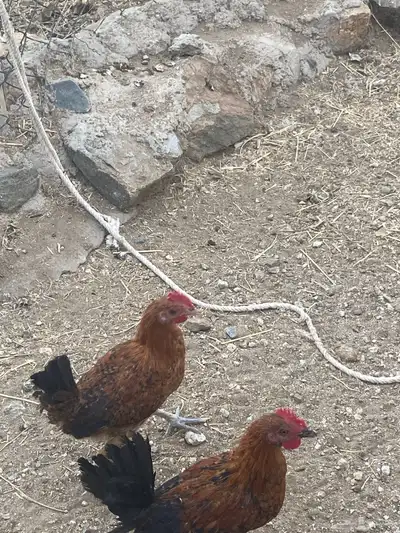 ديوك بلدي 5